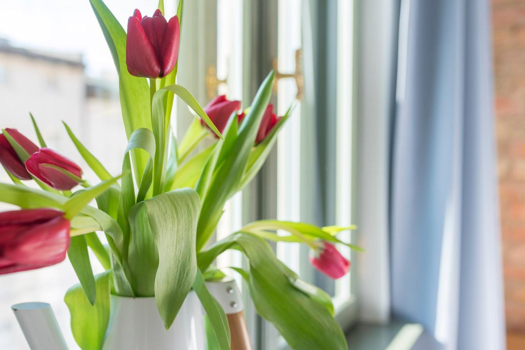Provenir Home Strzelecka 25 Poznań Exteriör bild